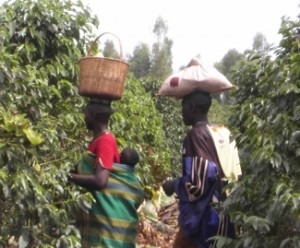 Les cultivateurs de café au Burundi