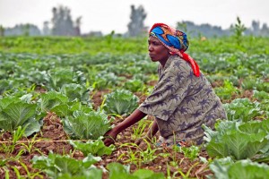 Programme de lutte contre la faim et la pauvreté en 2014 au Burundi ( Photo  fao.org )