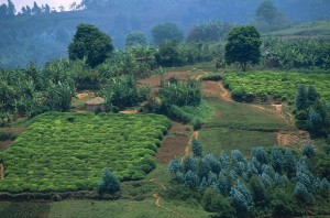 Burundi: Ruyigi - Demande une aide alimentaire suite aux violentes pluies diluviennes ( Photo : Samson Musonerimana )