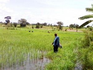 Burundi : Ruyigi - Inquiétudes suites aux inondations des cultures de riz de marais ( Photo : iwacu-burundi.org, fxb.org )