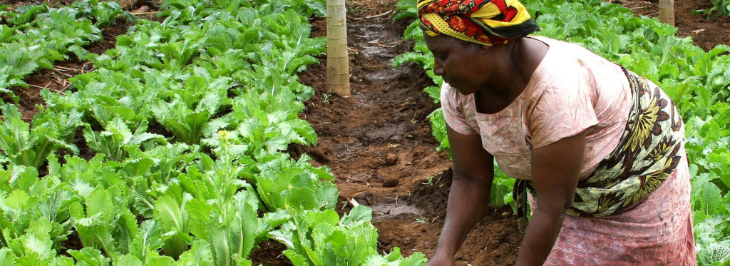 Burundi : Le secteur agro pastoral représente 39% de l’économie nationale ( Photo : Minagri )