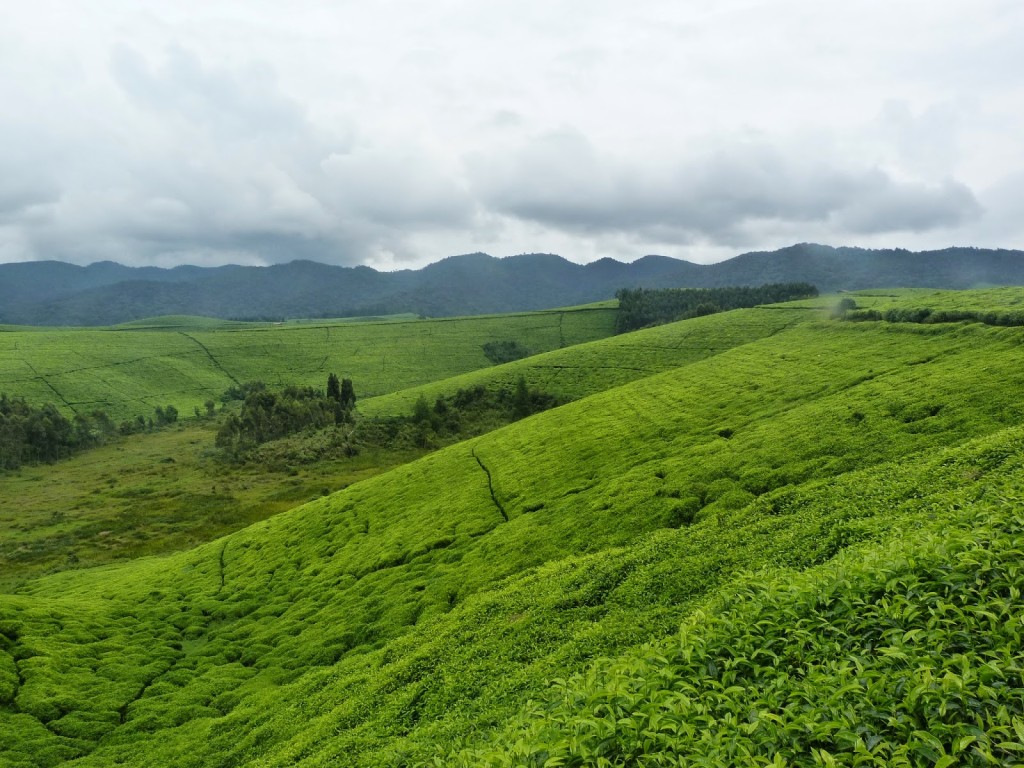 Burundi  : Augmentation de 56% des recettes de l'exportation du thé burundais en 2015 ( photo: karibouauburundi.blogspot.be - 2016)