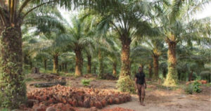 Burundi : 16.571 tonnes d’huile de palme produites en 2015 ( Photo : cirad.fr - 2012)