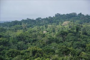 Burundi / Ecologie : La protection du Parc national de la Kibira ( Photo : Yvan Rukundo ) 