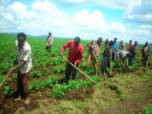 Burundi - Agriculture Photo : ulb-coopération