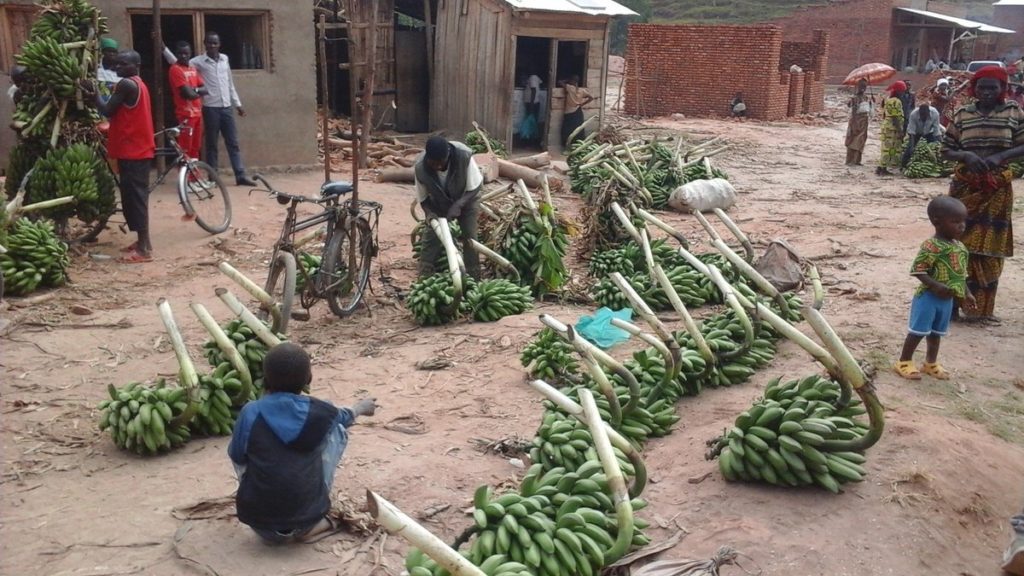 Burundi : La récolte d'Ibitoke à Bubanza est abondante ( Photo : 2ème vice présidence du Burundi 2016 )