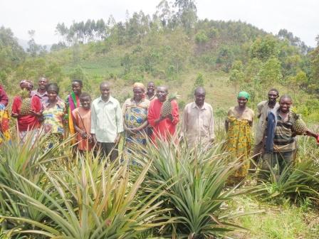 Burundi : Cibitoke - La culture d'annas comme outils de lutte pour la Sécurité Alimentaire  ( Photo : ppbdi.com   2016  )