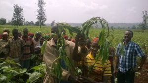 Burundi : Cibitoke - Les cultures de riz,tomates,maïs en vue de lutter pour la Sécurité Alimentaire ( Photo : Christian Aid 2016 )