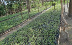 Burundi : 55 sites de pépinières pour produire 4.138.848 plants d’arbres - PNSADR-MOSO ( Photo :   http://ec.europa.eu/europeaid/  2016 )