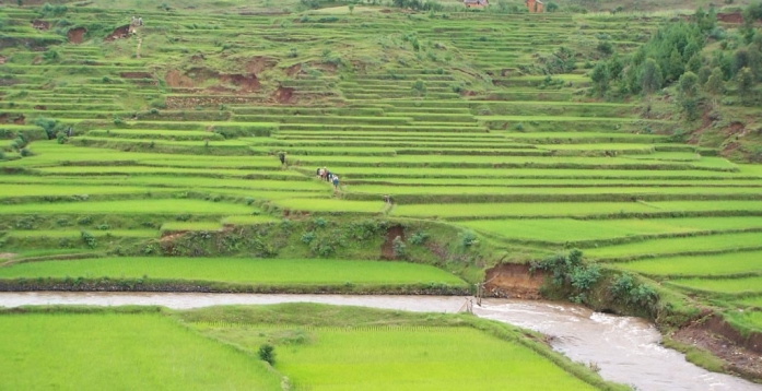 Burundi : Visite d'experts Chinois en riziculture à Gihanga - Bubanza ( Photo : Isanganiro )