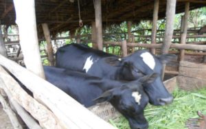 Burundi : 194 bovins distribués à 194 familles de Mpanda et Gihanga à Bubanza - PNSADR-IM ( Photo : http://ec.europa.eu/europeaid/ )