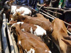 Burundi :  400 bovins distribués à 400 familles de Musigati et Rugazi à Bubanza - PNSADR-IM  ( Photo : Esperance BUCUMI   2016 )