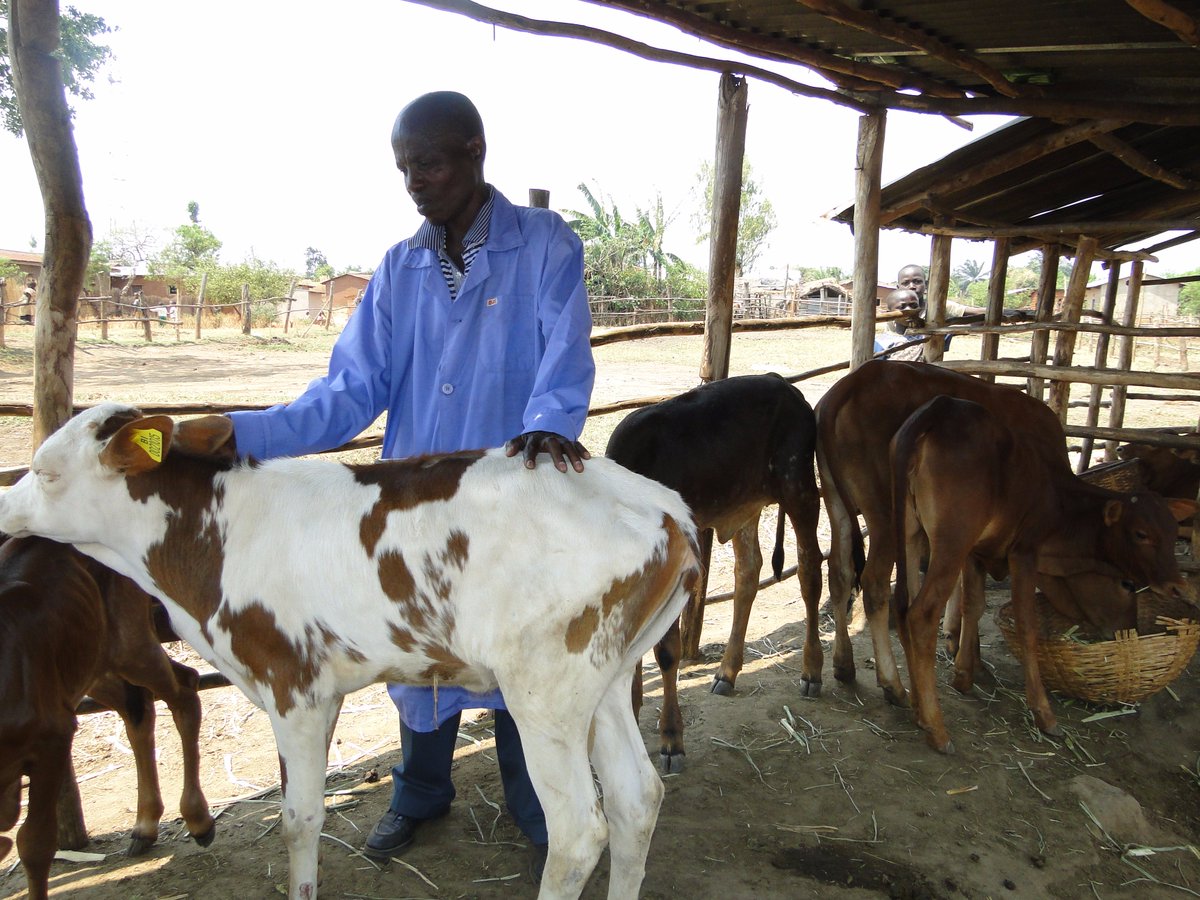 Burundi :  400 bovins distribués à 400 familles de Musigati et Rugazi à Bubanza - PNSADR-IM  ( Photo : Esperance BUCUMI   2016 )