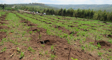 Burundi : Début officiel de la campagne de mise en place des plants de café ( Photo:  Assemblee.bi  2016 )