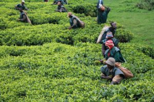 Burundi : L'OTB veut passer à plus 12.000 tonnes de thé sec annuel ( ikiriho 2016 )