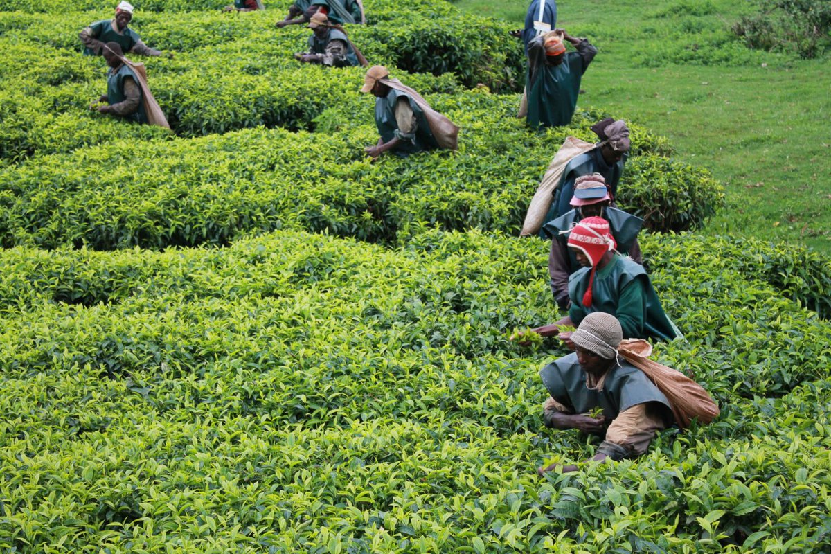 Burundi : L'OTB veut passer à plus 12.000 tonnes de thé sec annuel  ( ikiriho  2016  ) 