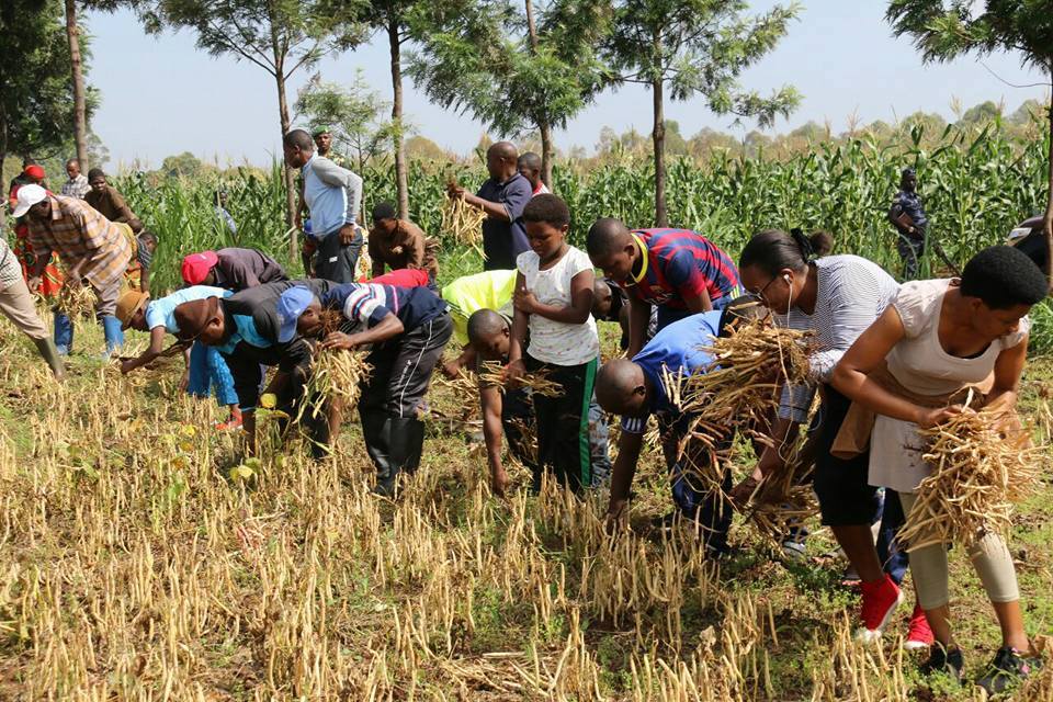 Burundi: TDC à NGOZI - La famille du Président récolte des haricots dans les champs   ( Photo : IKIRIHO    2017 )