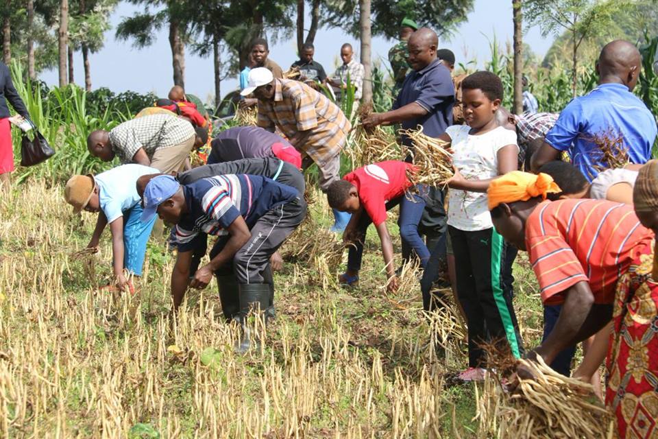 Burundi: TDC à NGOZI - La famille du Président récolte des haricots dans les champs   ( Photo : IKIRIHO    2017 )