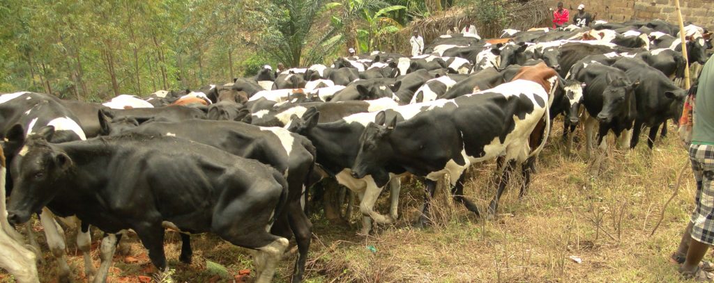 Burundi : 5 ans et 900 USD d'amendes pour avoir tué une vache communautaire  ( Photo : FIDA   2016 )