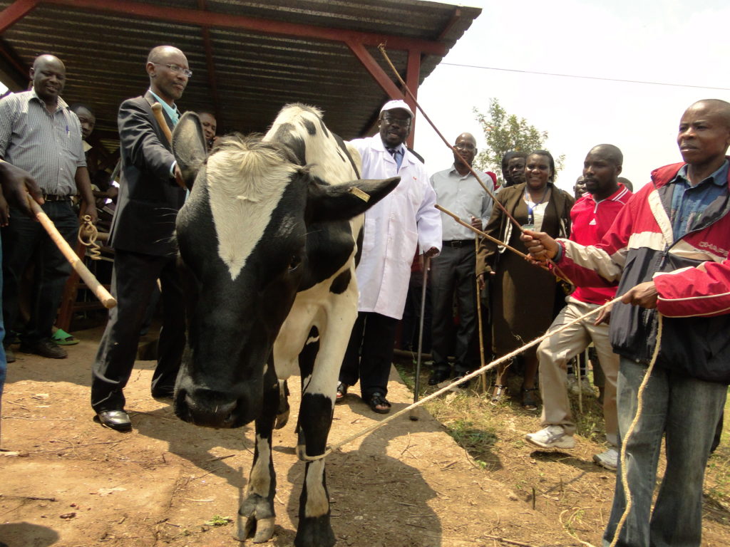 Burundi : 5 ans et 900 USD d'amendes pour avoir tué une vache communautaire ( Photo : FIDA 2016 )