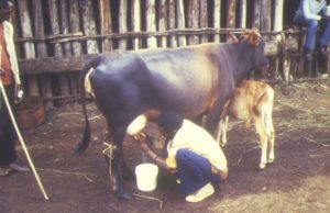 Traite d'une vache au Burundi. P. Chardonnet