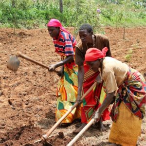 L'organisation burundaise AGAKURA asbl commencera un nouveau projet de formation sur la sécurité alimentaire et l'agriculture familiale ... Photo : KBA-Foncaba