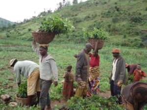 Burundi :  La saison culturale B 2017 avance bien dans la région du Kirimiro
