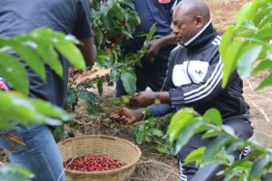 Burundi : TDC - Cueillir environ 7 tonnes de cerises de café pour la 1ère cueillette ( Photo : ikiriho 2017 )