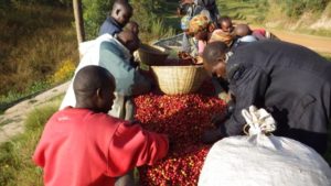 #Burundi : La SODELACA a collecté 52 t de café cerise sur 8 collines de Buhiga