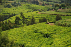 Burundi : Muramvya - Le PNSEB a distribué 3016,55 t d'engrais, périodes 2017A et B ( Photo : martincallum.blogspot.com 2017 )
