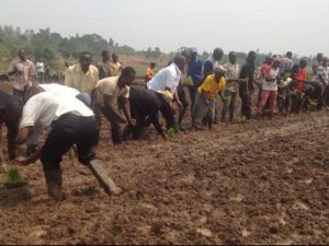 Burundi : Le marais de Nyavyamo donnera près de 5.380 tonnes de riz ( Photo : ABP  2017 )