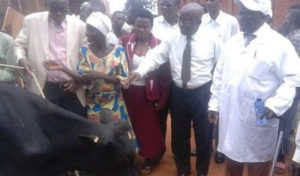 Burundi : L'ETAT octroie 298 bovins à des fermiers de Cibitoke