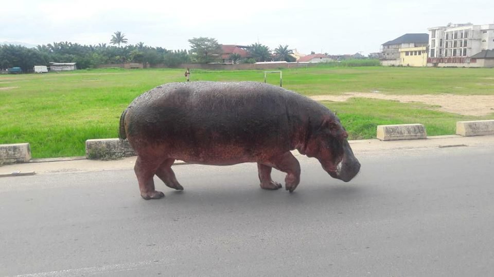 Burundi : Cas des Hippopotames qui se multiplient dans les rues de Bujumbura ( Photo : igihe 2017 )