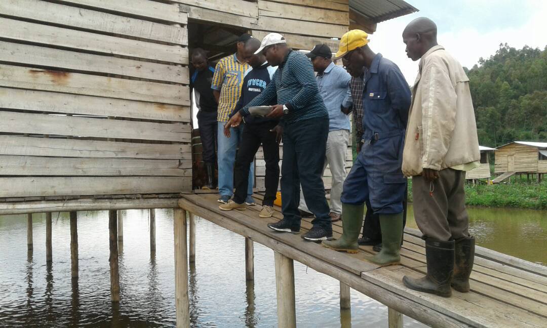 Burundi : Les pécheurs BAHUTU contents des étangs piscicoles de Rukeco ( Photo : ikiriho , Nirera Aimerance 2018 )