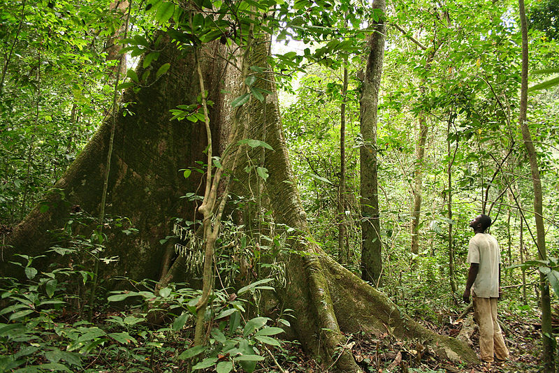 Forêt tropicale au Gabon ( Photo : Wikipedia )