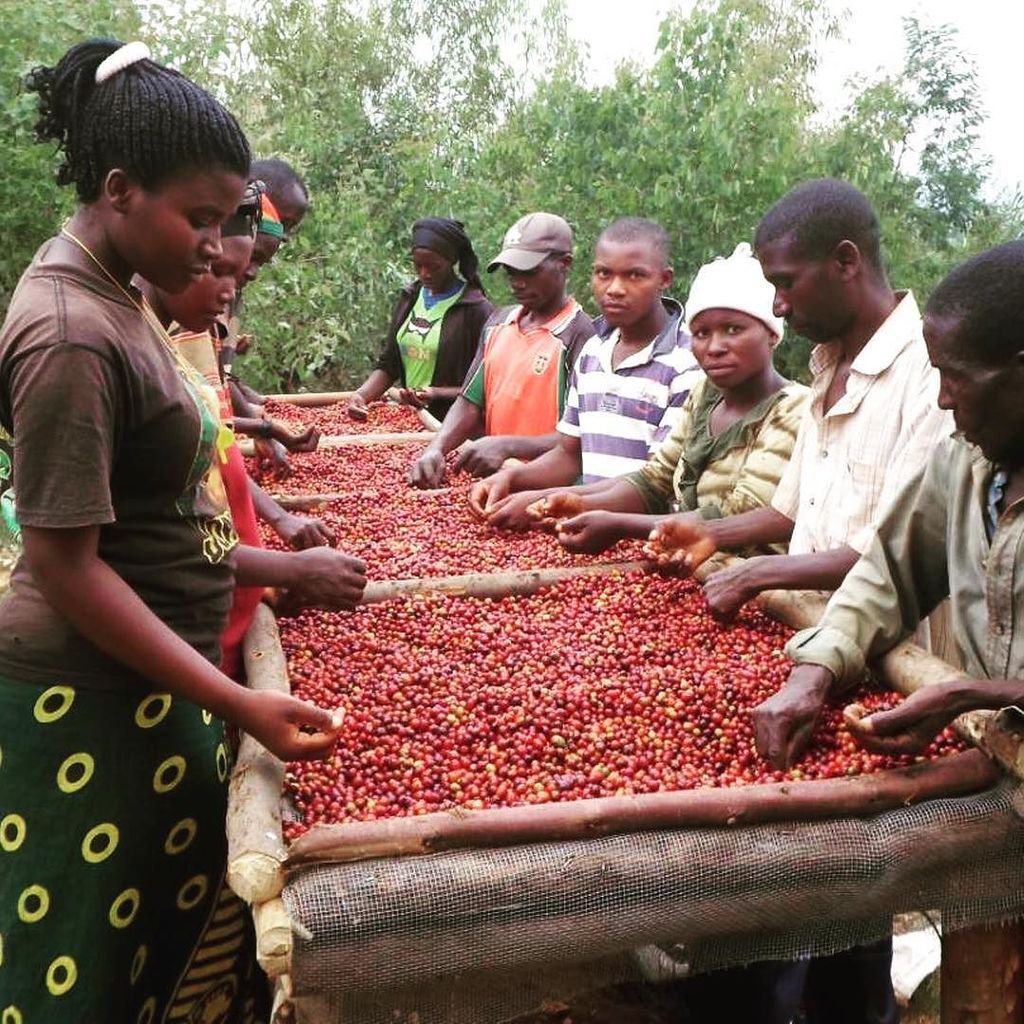 Burundi : CNAC - Le paiement des caféiculteurs HUTU BARUNDI ( Photo : RTNB.BI , IKIRIHO.BI 2018 )