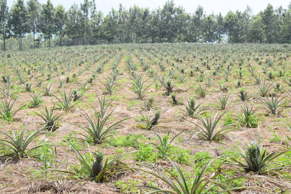 Burundi : Cultivateurs, Entrepreneurs HUTU et l'EQUILIBRE ENERGETIQUE ( Photo : ABP, IKIRIHO 2018 )