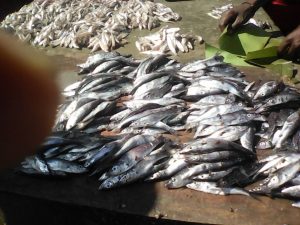 Burundi : Un commerçant-poissonnier HUTU gagne 850 USD par mois ( Photo : ikirihoEco  2018 )