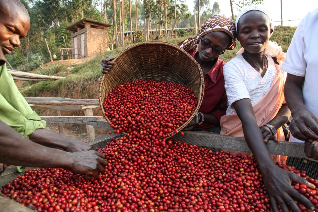 Burundi :  Des caféiculteurs HUTU réclament leur paiement à Ngozi ( Photo : ikiriho  2018 )