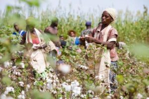 Burundi : Vers une bonne production de coton fibre en 2018 ( Photo : RTNB 2018 )