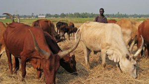 Burundi : Des éleveurs inquiets - 8.626 vaches inséminées au 1er Semestre 2018 ( Photo : AFP 2013 )