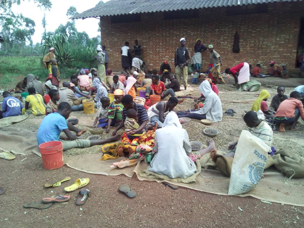 Burundi : Les Caféiculteurs fâchés suite à une INJUSTICE SOCIALE ( Photo : IKIRIHOECO  2018 )