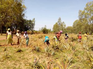 Burundi :  Les agriculteurs de l'association - Urumuri - ont eu une bonne production d'annas à Cankuzo ( Photo : ikiriho 2018 )