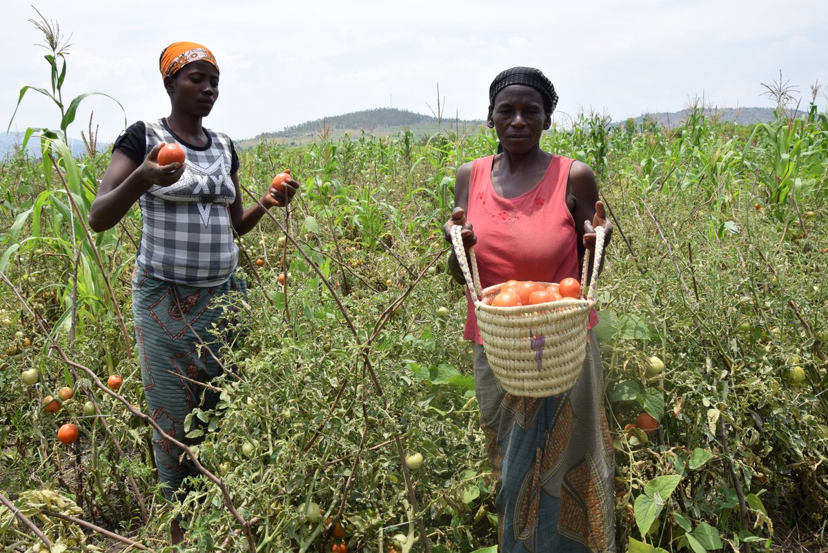 Burundi : Les légumiers contents de la production de tomates ( Photo : RTNB.BI 2018 )