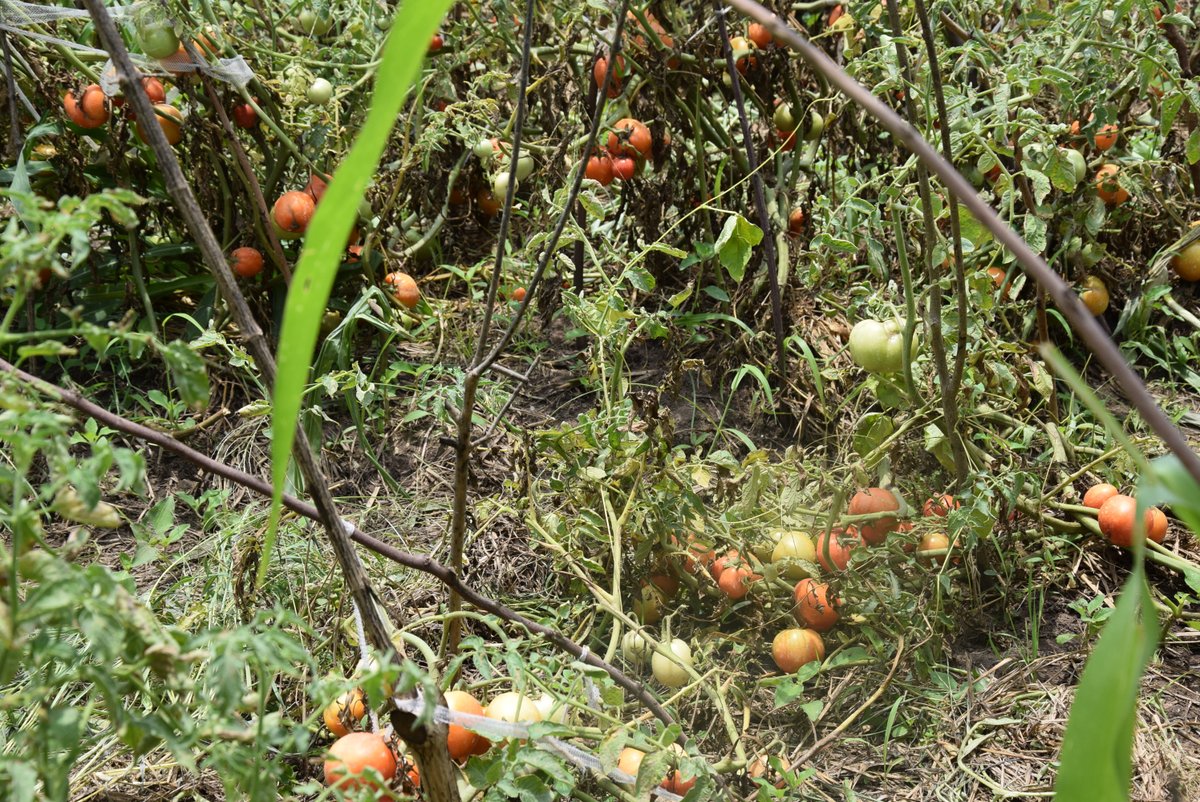 Burundi : Les légumiers contents de la production de tomates ( Photo : RTNB.BI 2018 )