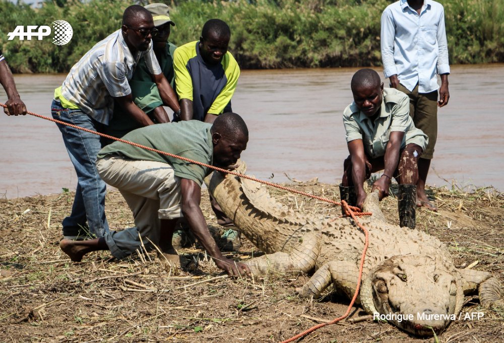 Burundi : Un crocodile sauvé, remis dans le Tanganyika ( Photo : AFP 2018 )