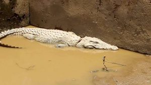Burundi : Un crocodile sauvé, remis dans le Tanganyika ( Photo : ikiriho 2018 )