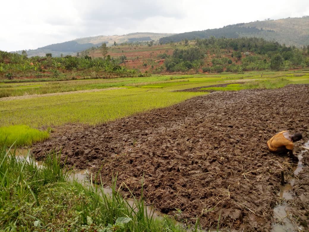 Burundi : Les riziculteurs de Ngozi en commune Kiremba ( Photo : IKIRIHO 2018 )