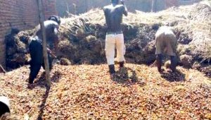 Burundi : Un ouvrier d'une huilerie de palme partage son savoir ( Image : IKIRIHO 2018 )