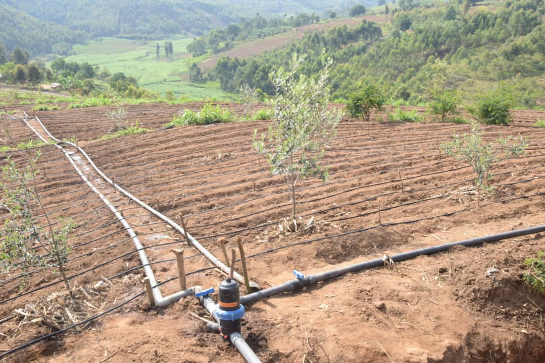  Les champs modernes de pomme de Muruta à Kayanza ( Photo : RTNB.BI  2018 )